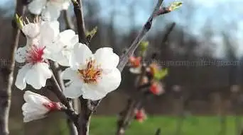 Photo de Les Jardins de Chanabier