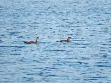 Krieger See