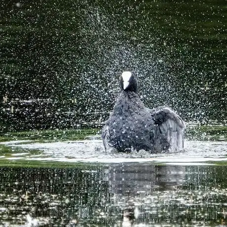 Photo de Teal hide