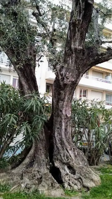 Photo de Place Saint-Pierre Garden