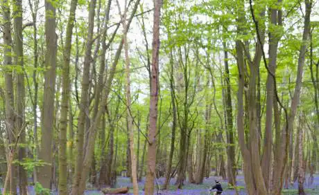 Photo de Gusted Hall Woods