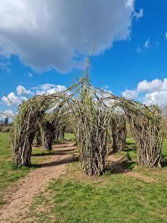 Willow Cathedral
