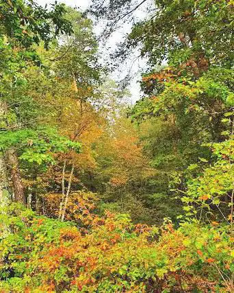 Photo de Office National des Forêts (O.N.F)