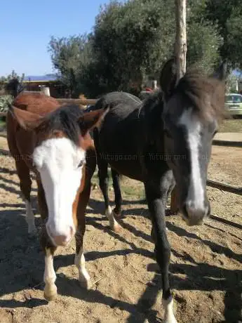 Photo de the horse's soul ranch