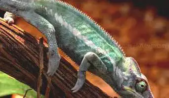 Photo de Evilz-Reptiles