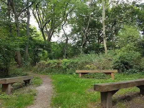 Photo de Dragon Wood