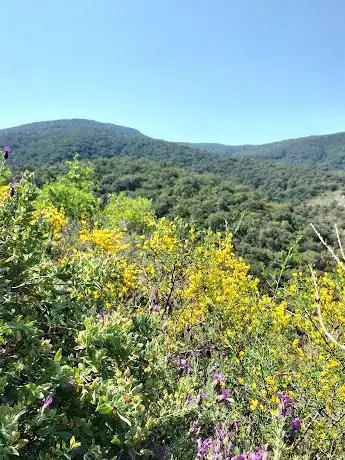 Sentier ''La forêt de Dom''