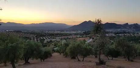 Photo de Olivares del Cortijo del Aire