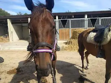 Photo de Center Equestre des Dunes Erdeven