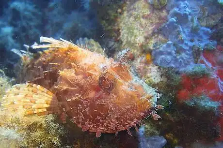 Mediterranea Diving Arbatax