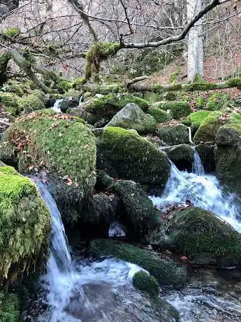 Photo de Hayedo de Argovejo