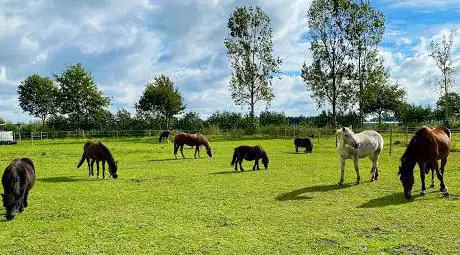 Photo de De Jonghe Pony