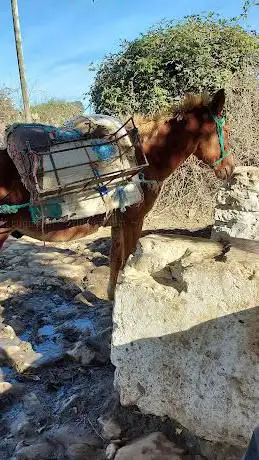 Ø¹ÙŠÙ† Ø§Ù„Ø¬Ø§Ù…Ø¹