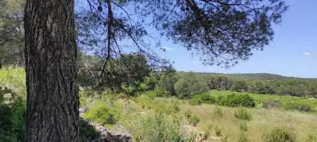 Photo de Aires de pique-nique des Caunes (Sud)