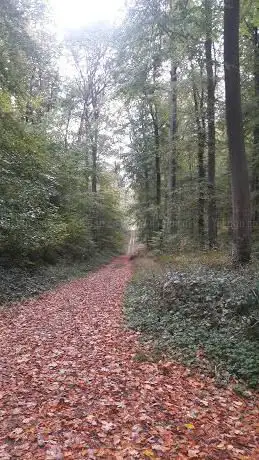 Photo de Forêt Domaniale de Hez-Froidmont - ONF Oise Ouest