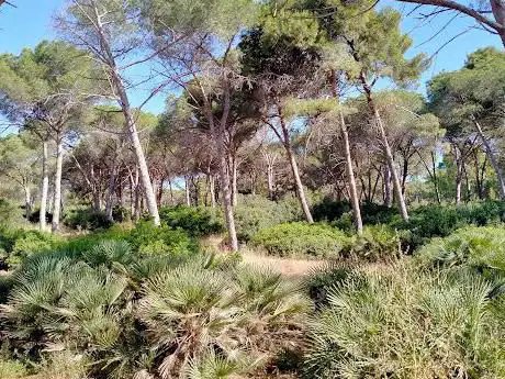 Pineda de les Bombardes (Pineta)