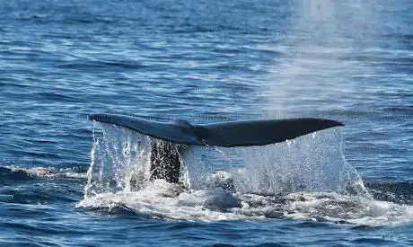 Photo de Whale Watching Guadeloupe