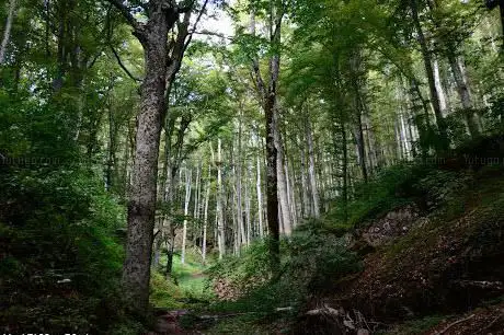 Photo de Fondo della Melosa