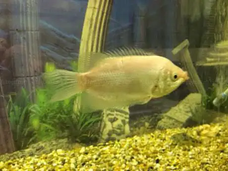 Photo de Angel Aquarium