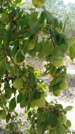 la Casa delle farfalle - Sa dom'e sa mariposa