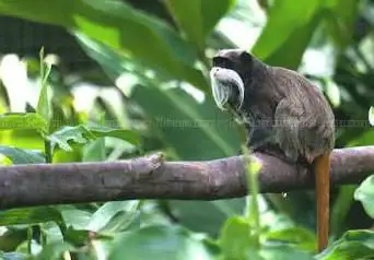 ZOO Martinique HOUSING LATOUCHE