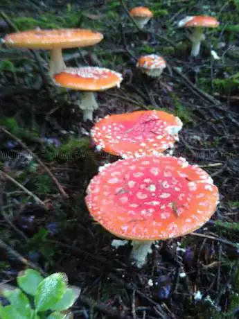 Photo de Vergers de la Meurthe