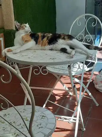 Photo de Espai de Gats