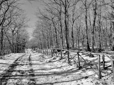Photo de Bosco Difesa di Accadia