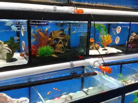The Aquarium at Cockfields Farm