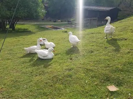 Schwamendinger Hafenkran