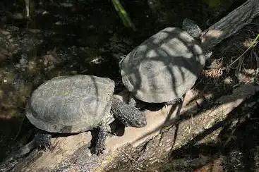 SumpfschildkrÃ¶ten