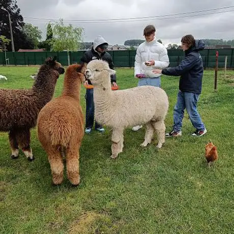 Photo de Alpaca Puurs