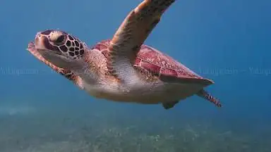 Photo de Scooter Snorkeling