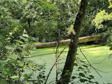 Waggelwaterbos