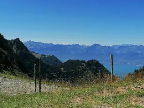 La frasse