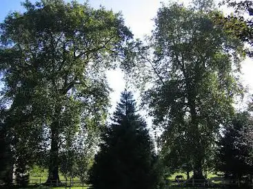 Platane commun - Les arbres jumeaux