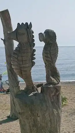 Photo de cementerio de árboles en la playa
