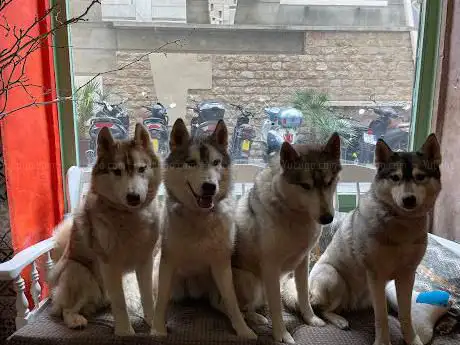 Photo de Husky house