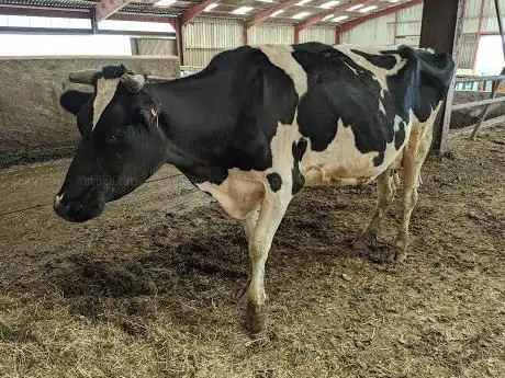 FERME DU PICHET