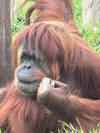 Photo de Touroparc Zoo