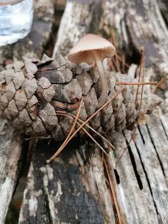 Photo de Parco Pineta