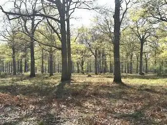 Forêt de Sénart