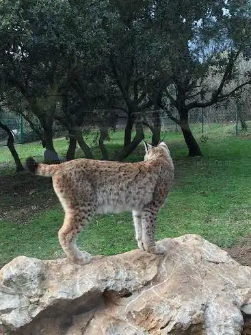 Photo de Lynx