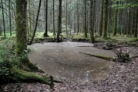 Naturwaldreservat HEIDI