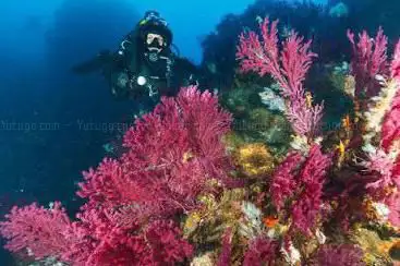 Photo de Diving Center Megale Hellas