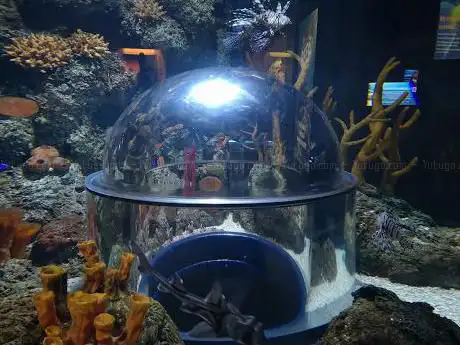 Photo de St Andrews Aquarium