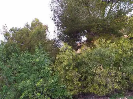 Photo de Paraje natural de la Rambla Salada
