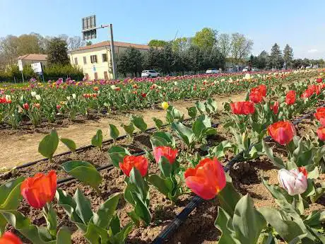 Tulipandia