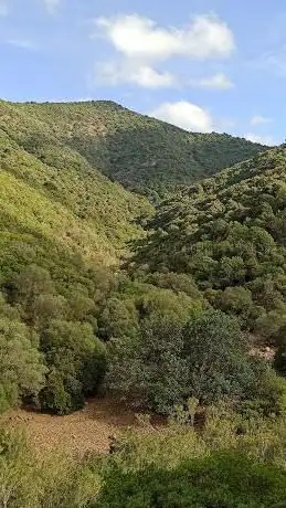 Foresta di Gutturu Mannu