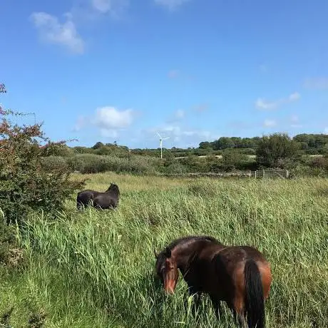 Cors Goch North Wales Wildlife Trust Nature Reserve.